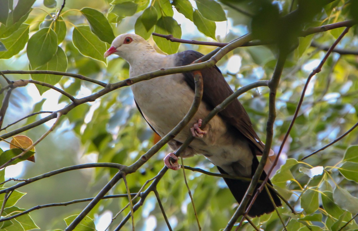 White-headed Pigeon - ML169201991