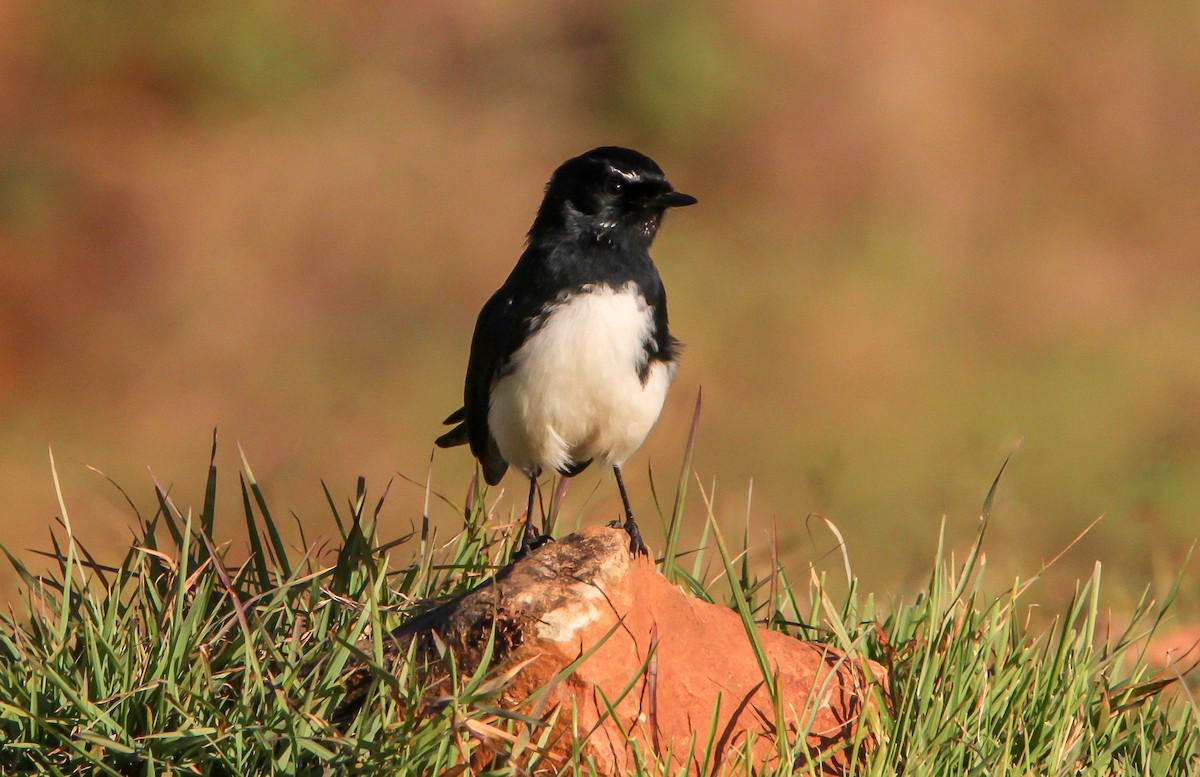 Willie-wagtail - ML169202611