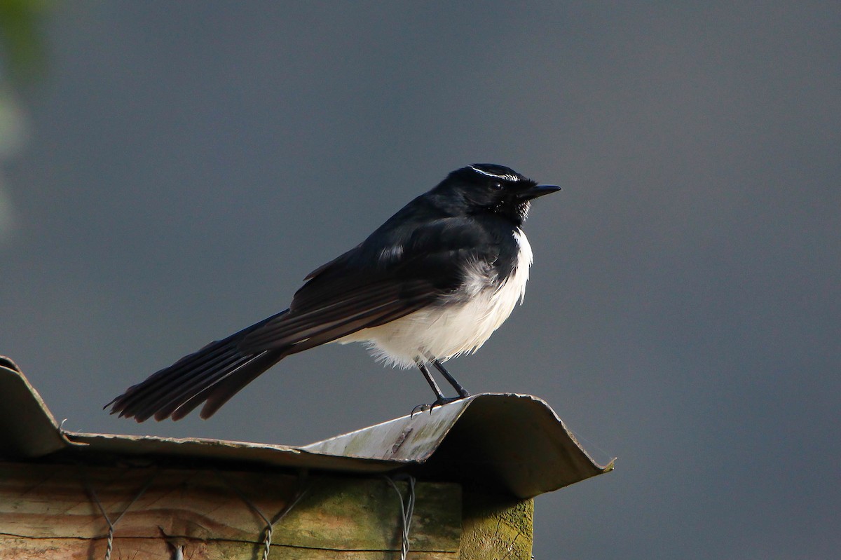 Willie-wagtail - ML169202621
