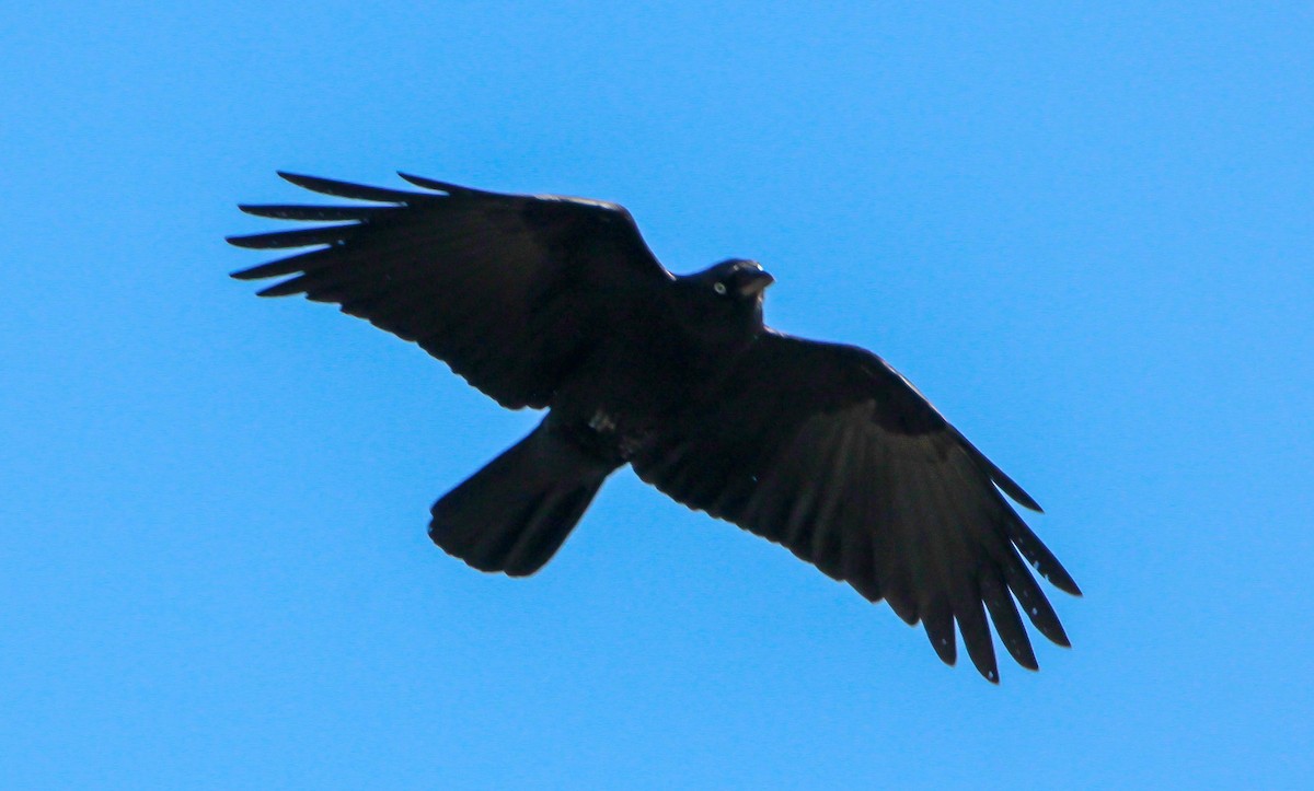Torresian Crow - ML169202721