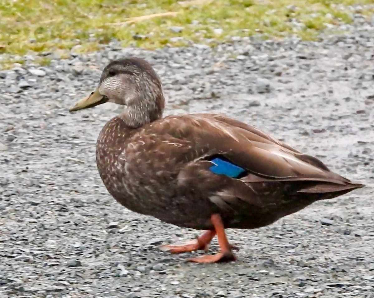Mallard x American Black Duck (hybrid) - ML169203451