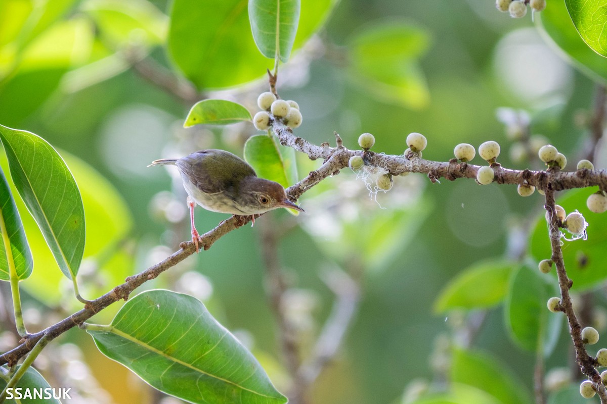 Common Tailorbird - Sakkarin Sansuk