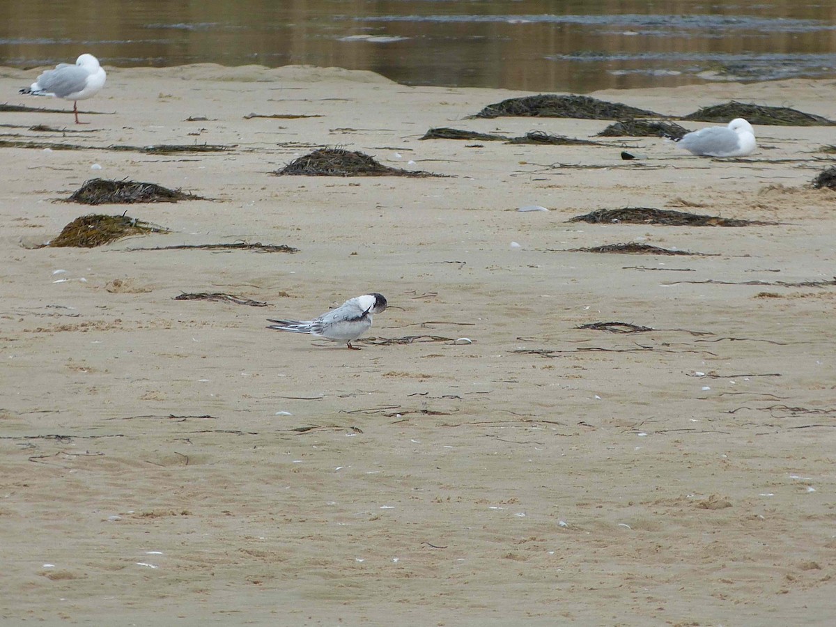 White-fronted Tern - ML169205911