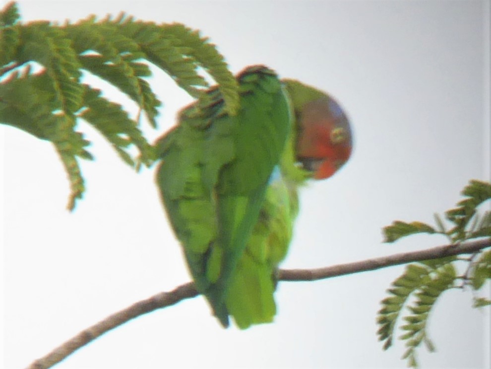 Red-cheeked Parrot - ML169206111