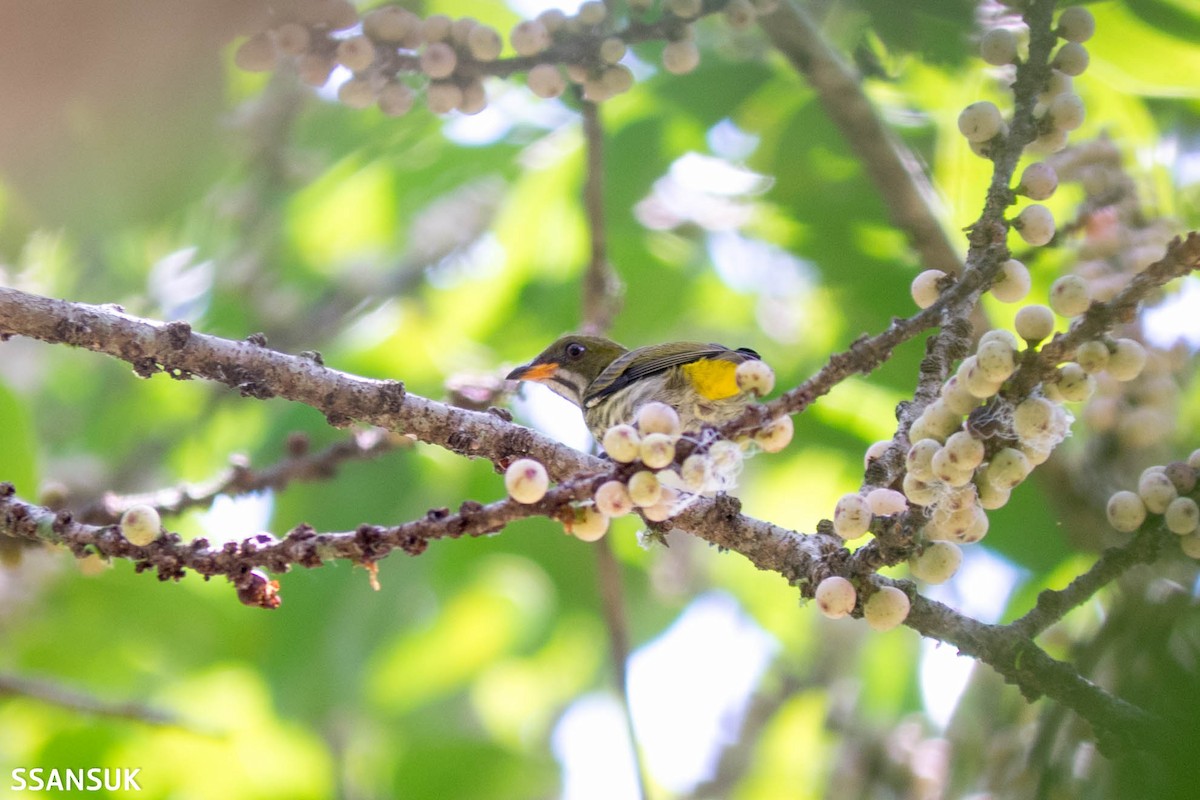 Yellow-vented Flowerpecker - ML169206331