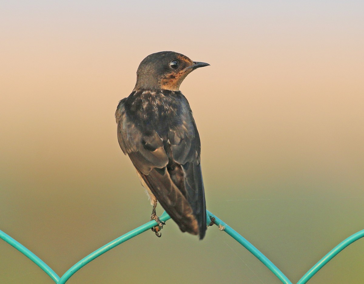 Pacific Swallow - ML169206471