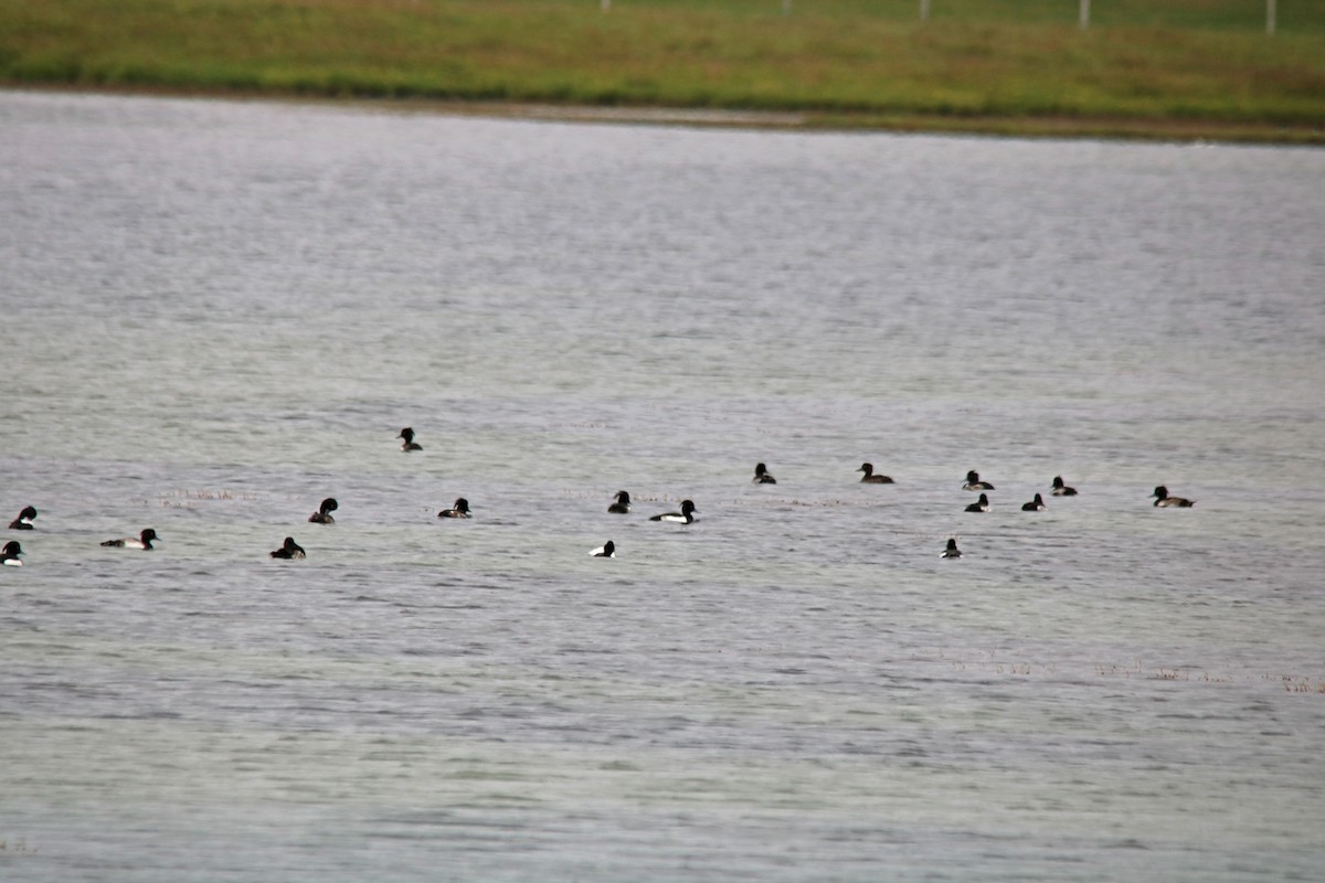 Tufted Duck - ML169208321