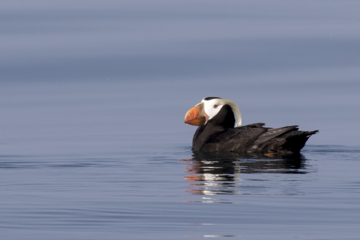 Tufted Puffin - Andy Jones