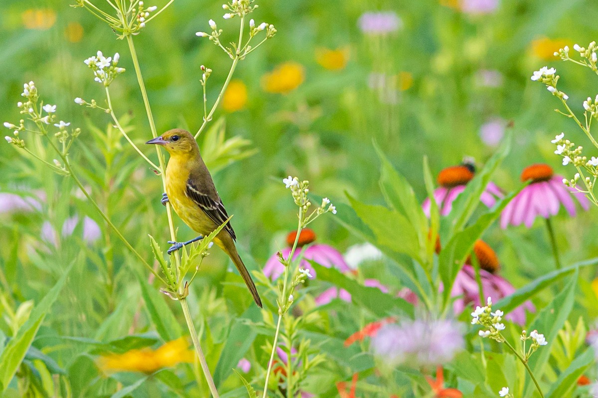 Orchard Oriole - ML169215541