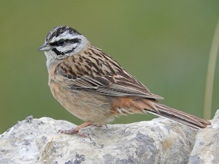 ヒゲホオジロ - eBird
