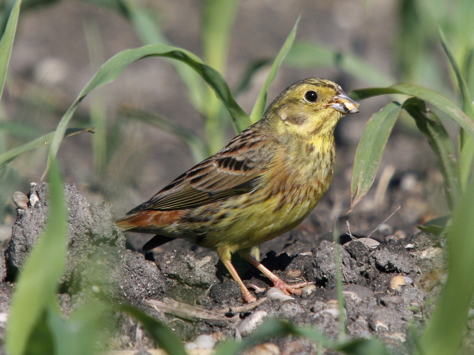 Yellowhammer - Christoph Moning