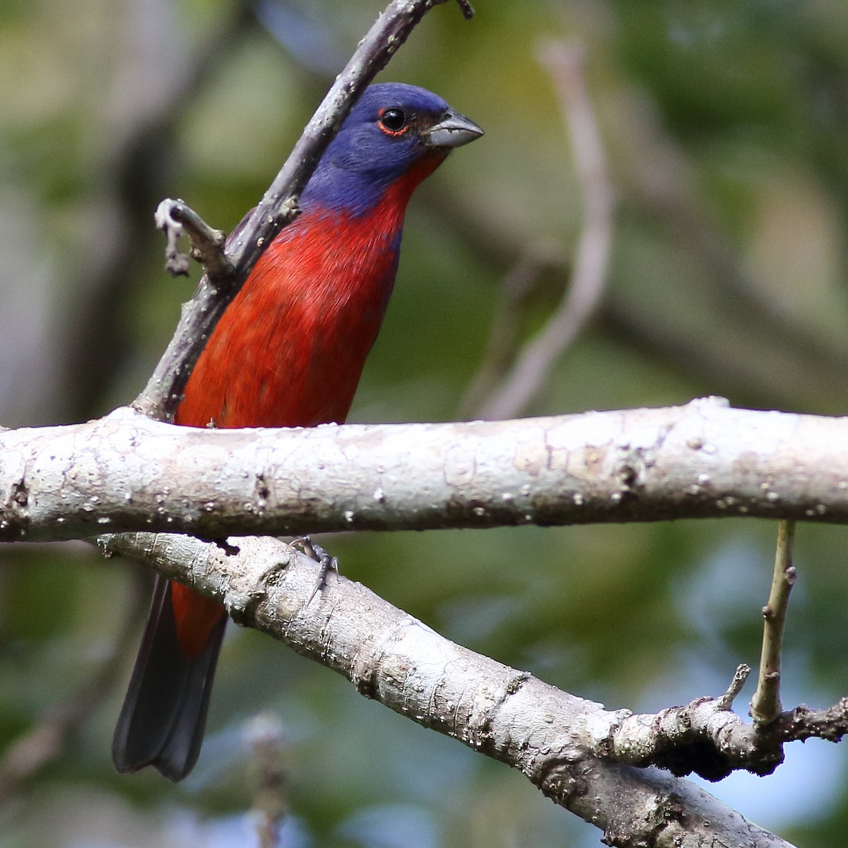 Painted Bunting - ML169220761