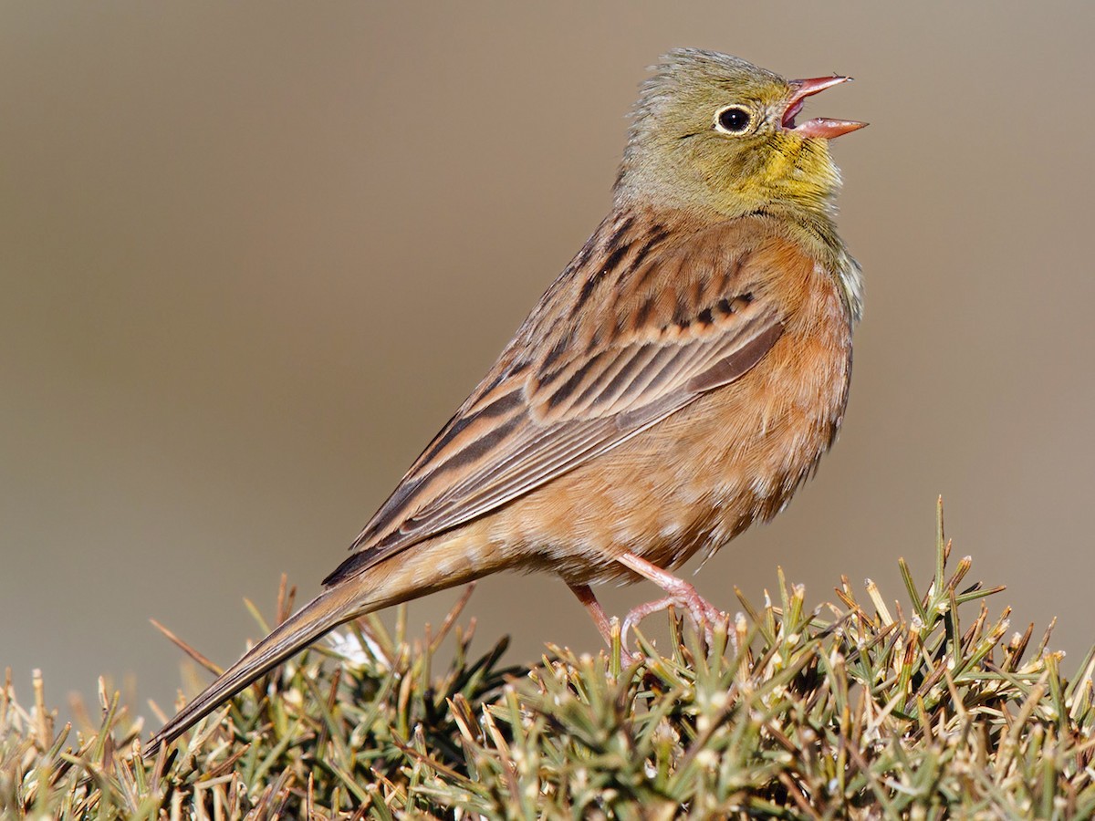 Ortolan Bunting Emberiza Hortulana Birds Of The World