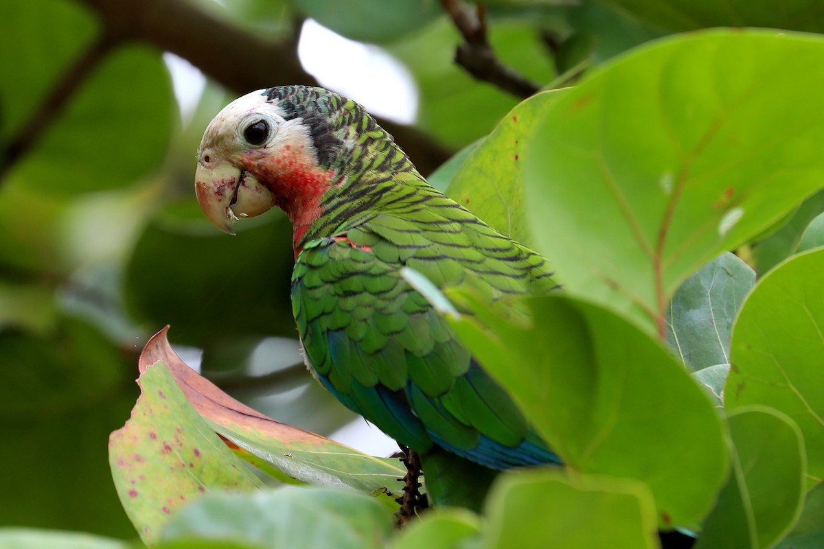 Cuban Parrot - Peter Kyne