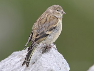 シトロンヒワ - eBird