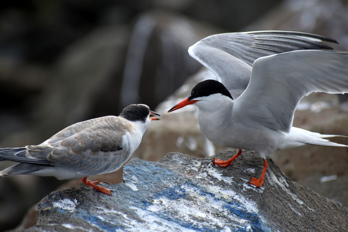 Common Tern - Nick Varvel