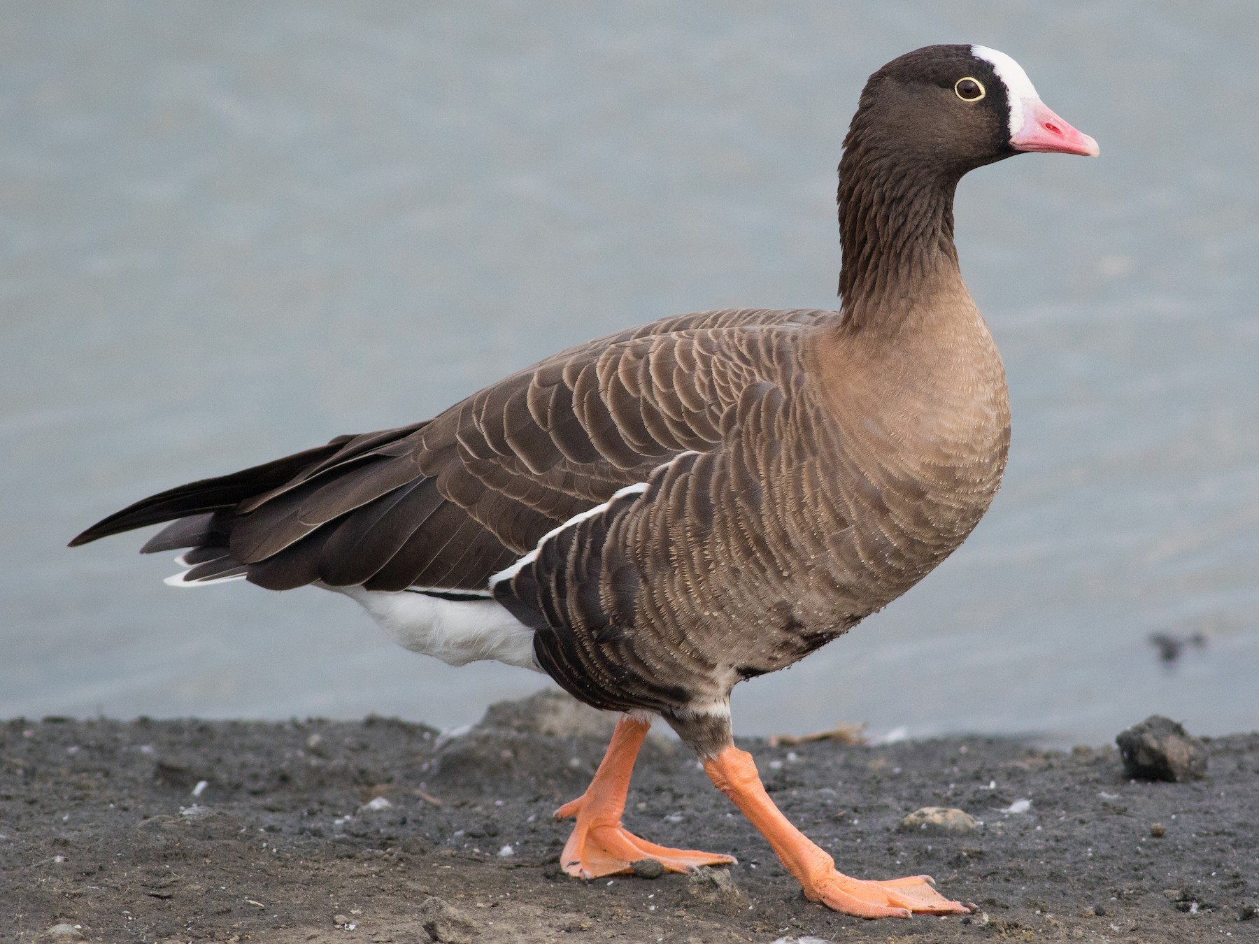 Lesser White-fronted Goose - You-Sheng Lin
