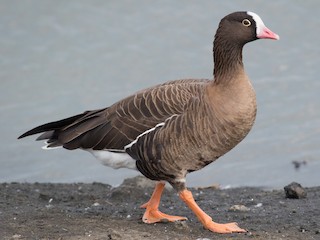  - Lesser White-fronted Goose