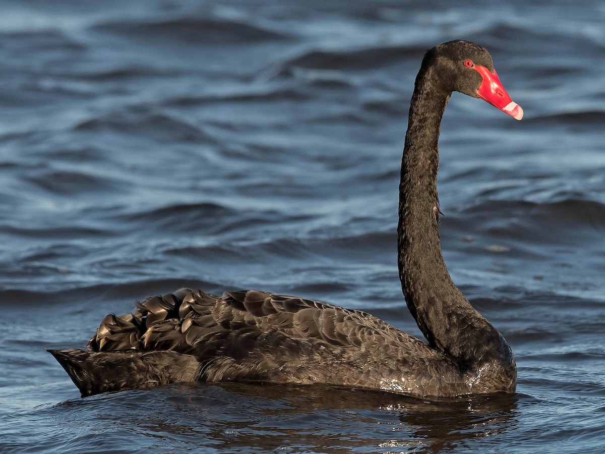 Cygnus atratus - Cigno nero - Black swan