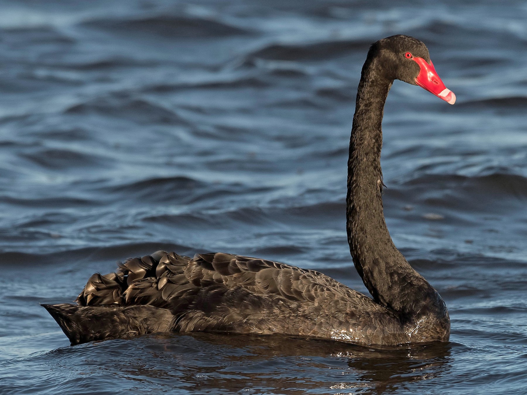 Black Swan Bird And White Swan