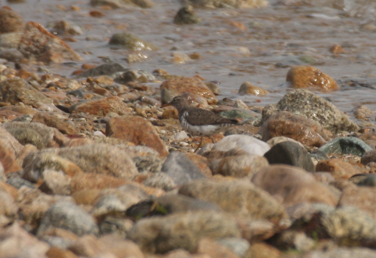 Spotted Sandpiper - Frederick Bowes