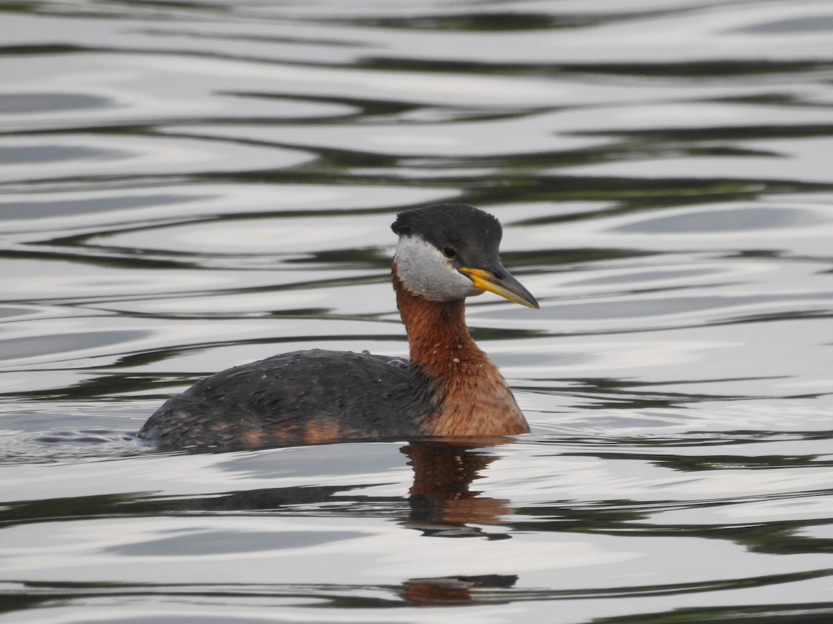 Red-necked Grebe - ML169236961