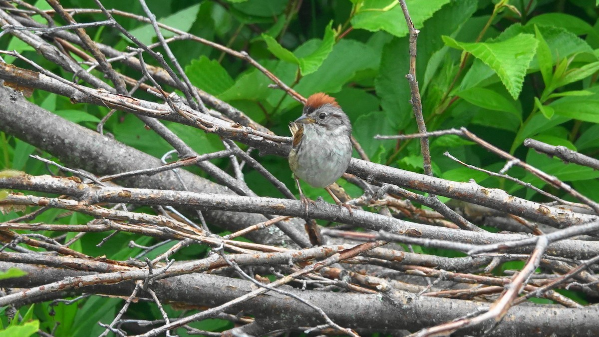 Swamp Sparrow - ML169238581