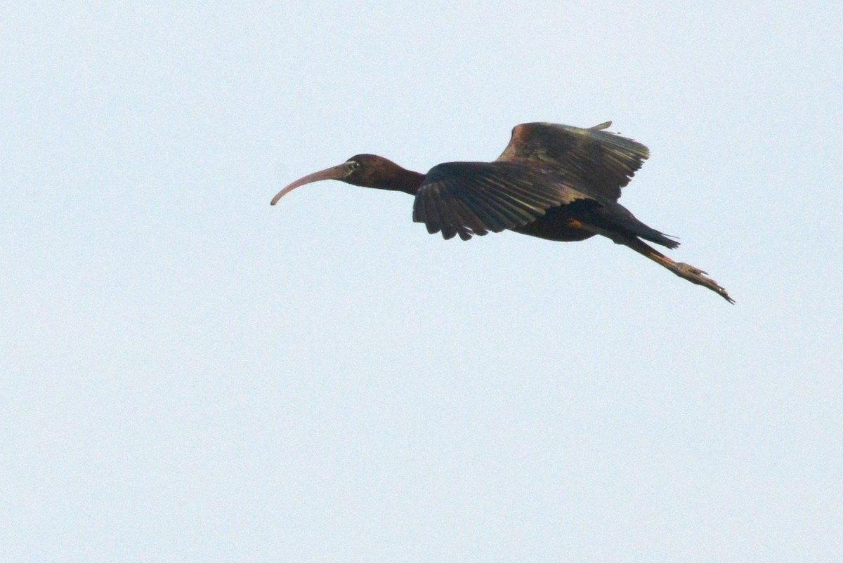 Glossy Ibis - Frederick Atwood