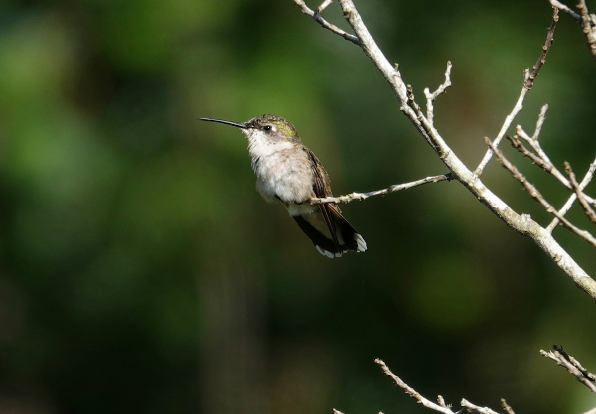 Ruby-throated Hummingbird - ML169239601