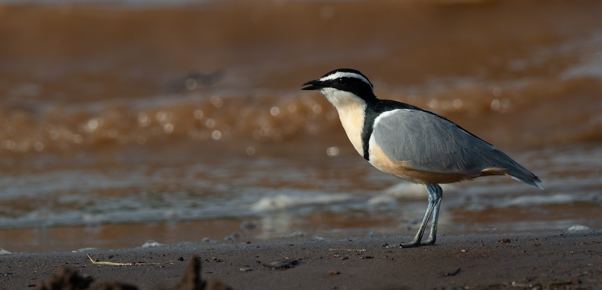 Egyptian Plover - Forest Botial-Jarvis