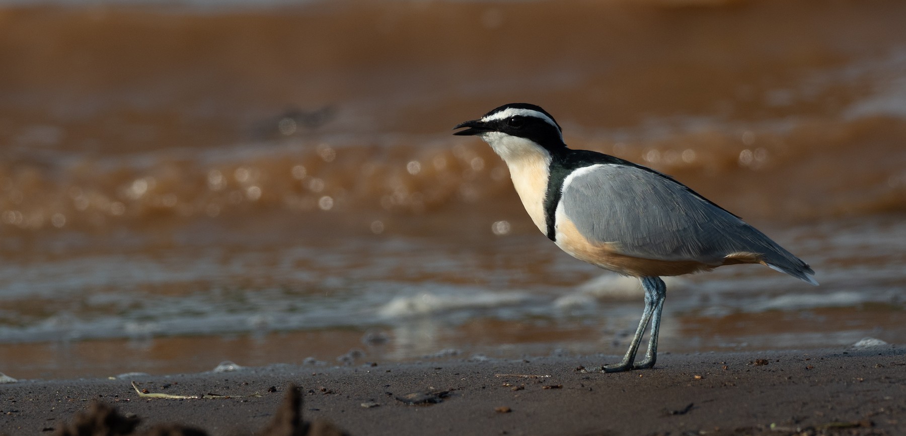 Egyptian Plover - Forest Jarvis