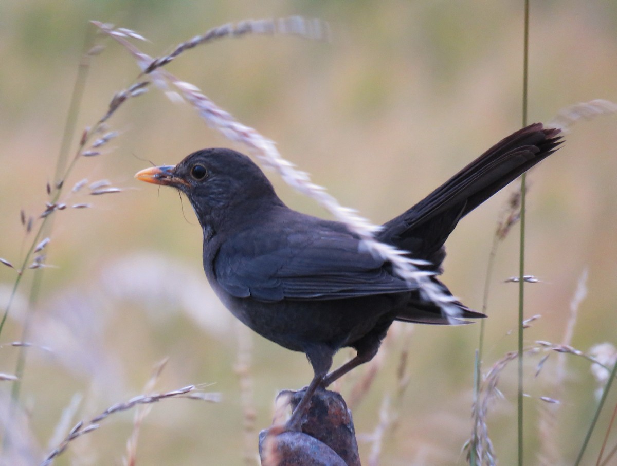 Eurasian Blackbird - Keith Gregoire