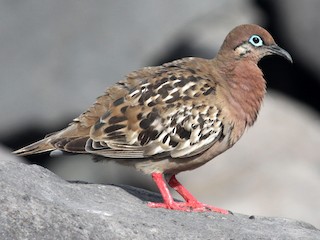  - Galapagos Dove