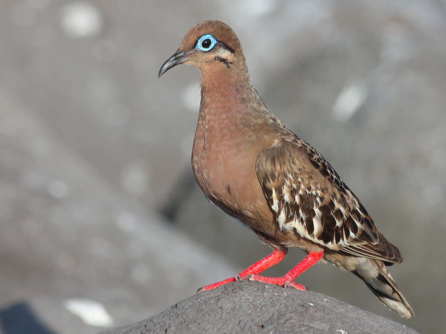 Galapagos Dove - Shawn Billerman