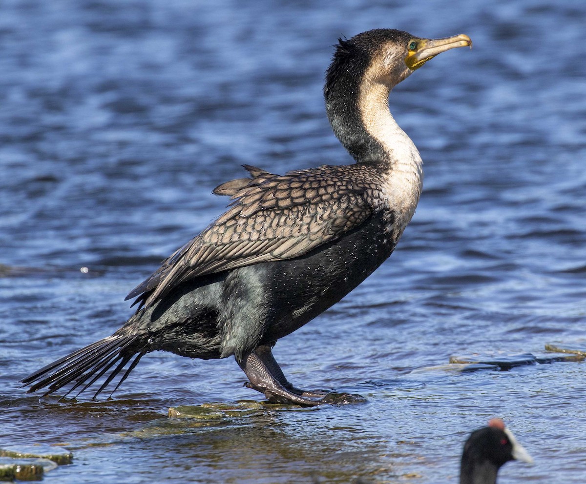 Great Cormorant (White-breasted) - ML169248731