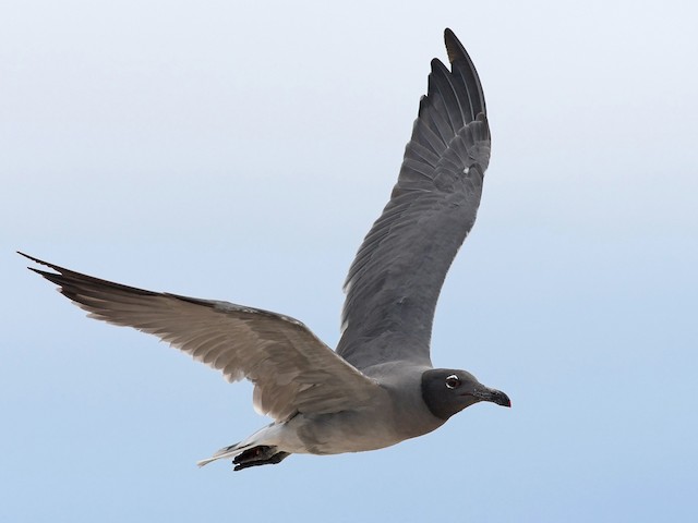 Anal jinsiy aloqa foydalari