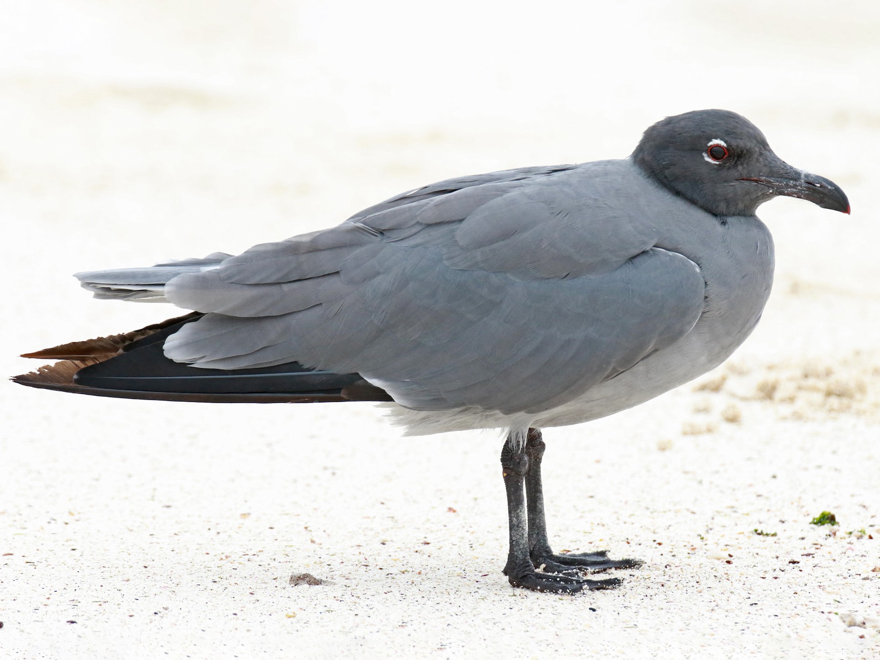 Lava Gull - eBird