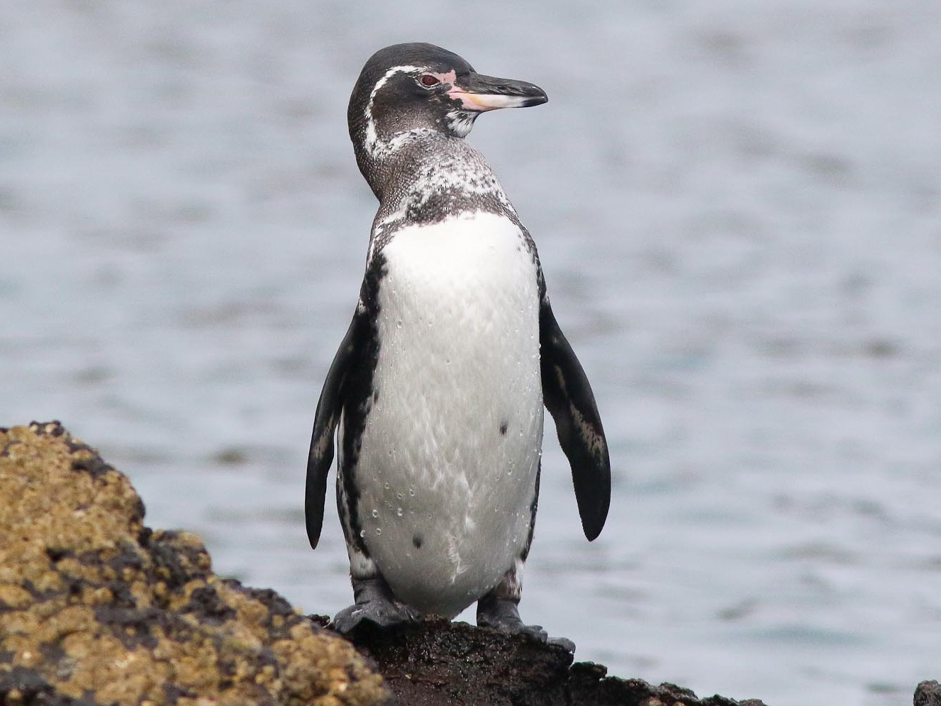 Galapagos Penguin - Michael O'Brien