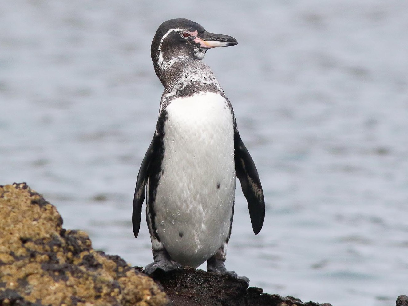 Manchot des Galapagos - eBird