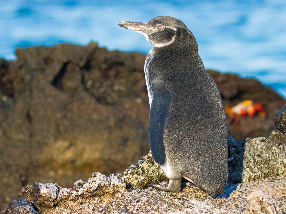 Galapagos Penguin - John Reynolds