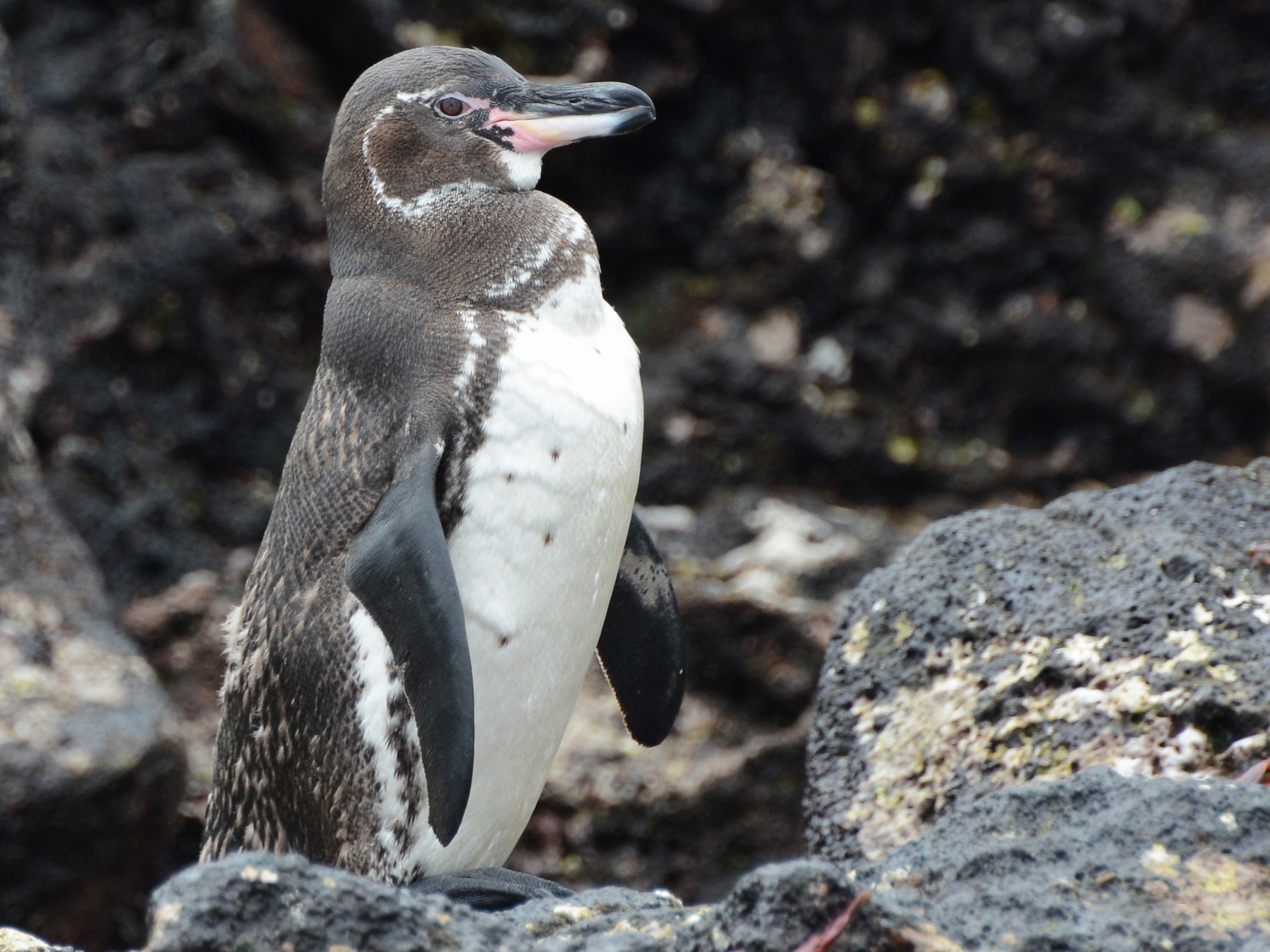 Galapagos Penguin - Ebird