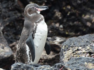 Galapagos Penguin - eBird