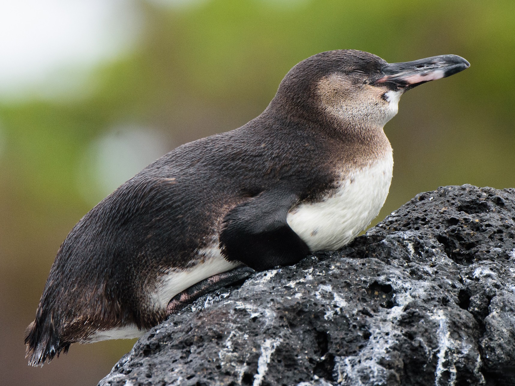 Galapagos Penguin - George Pagos