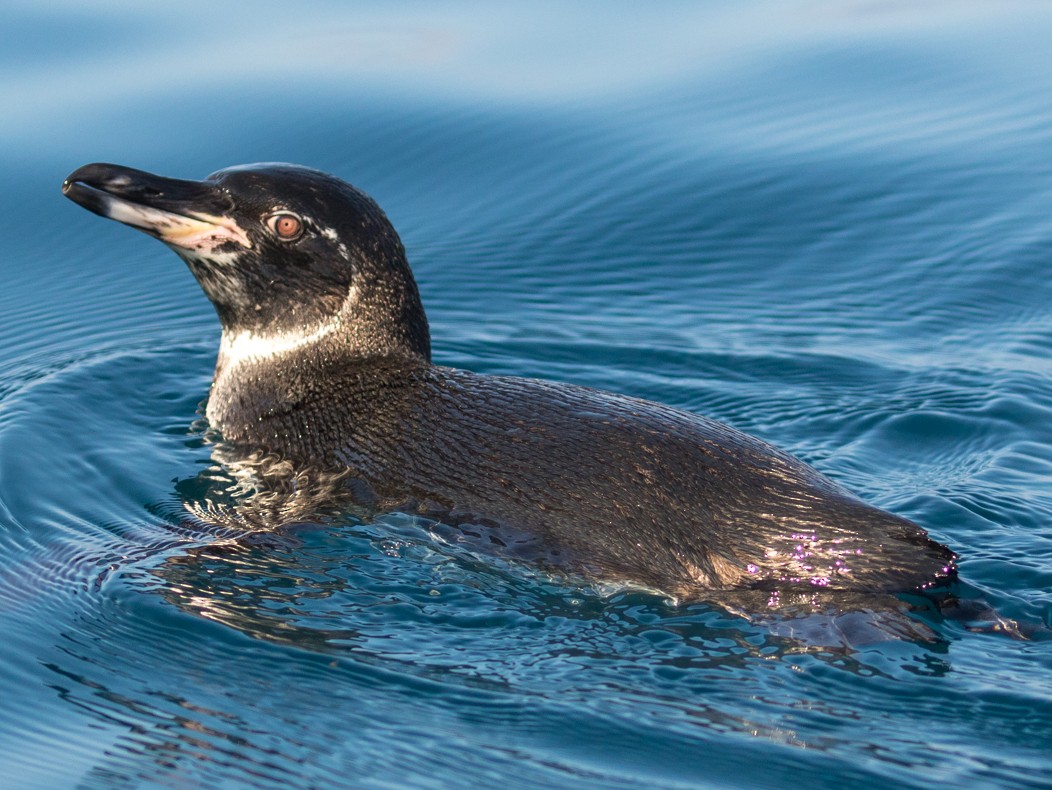ガラパゴスペンギン Ebird