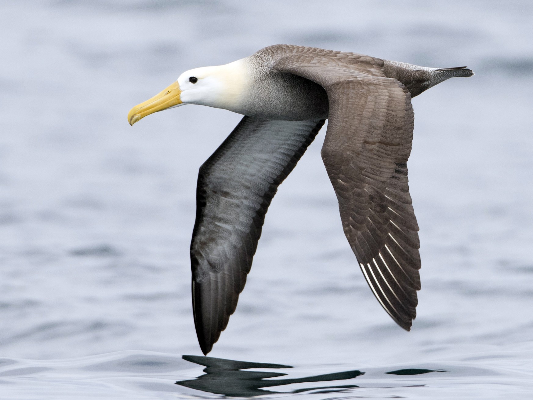 Albatros de Galápagos - Brian Sullivan