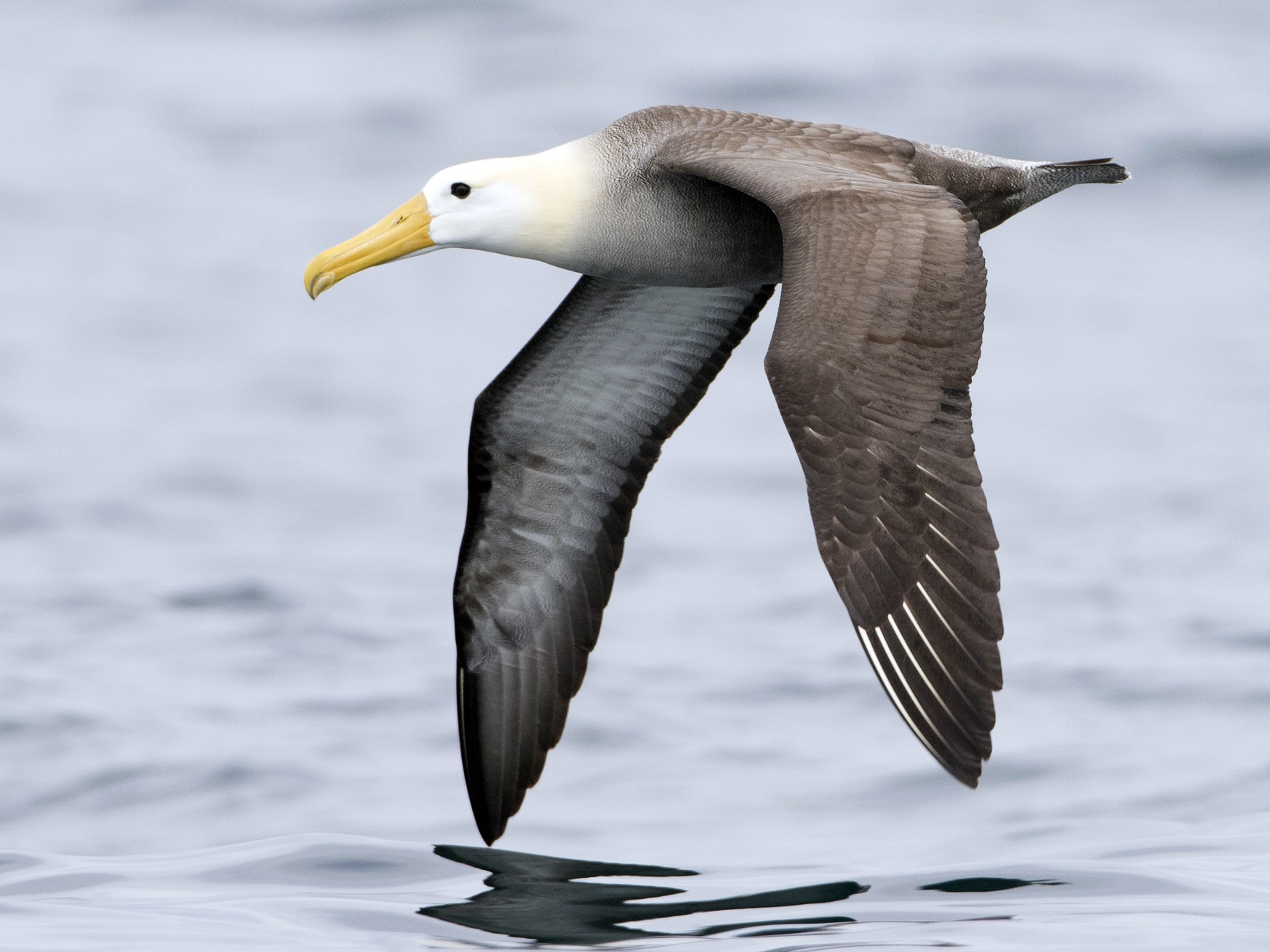 protest helemaal Imitatie Waved Albatross - eBird