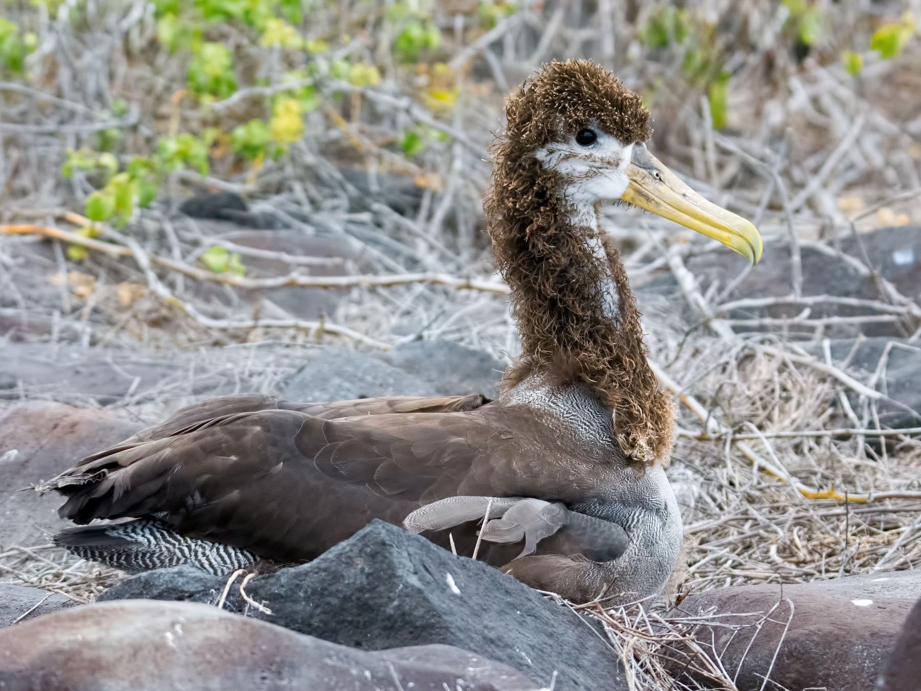 Albatros de Galápagos - Shailesh Pinto