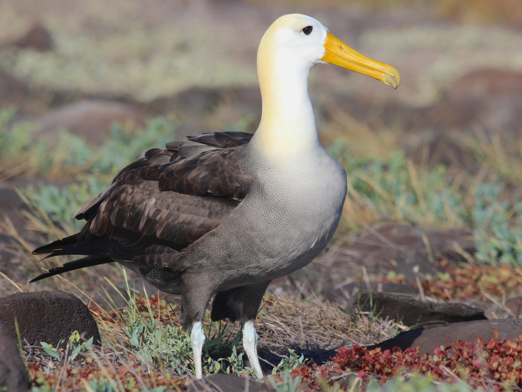 Waved Albatross - eBird