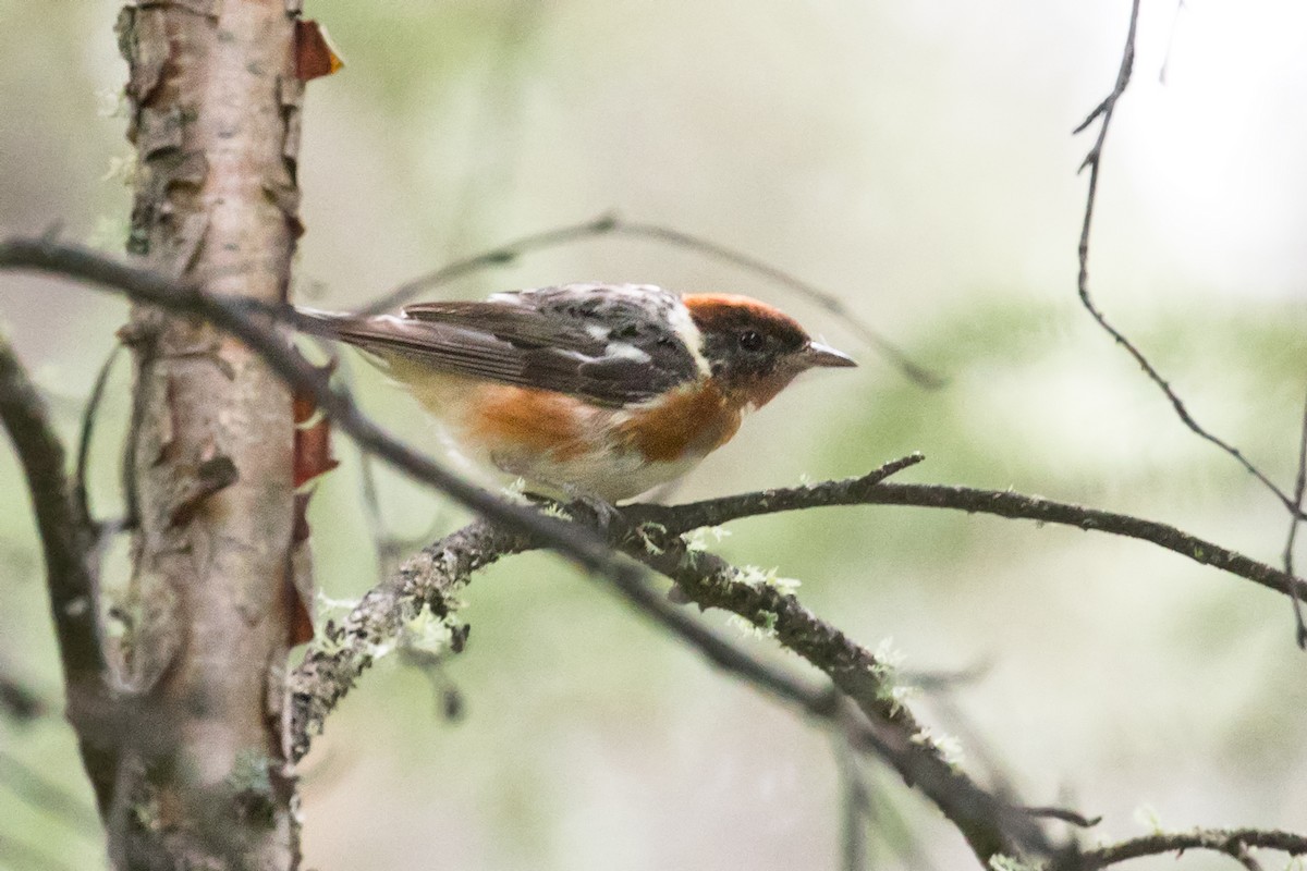 Bay-breasted Warbler - ML169252461