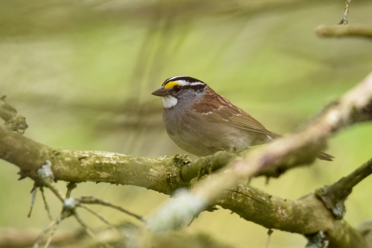 White-throated Sparrow - ML169252621